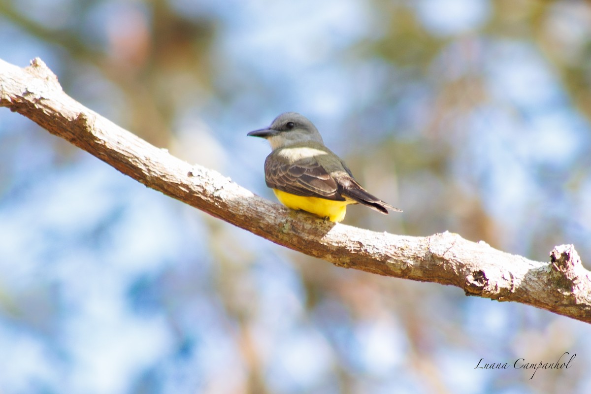Tropical Kingbird - Luana Campanhol