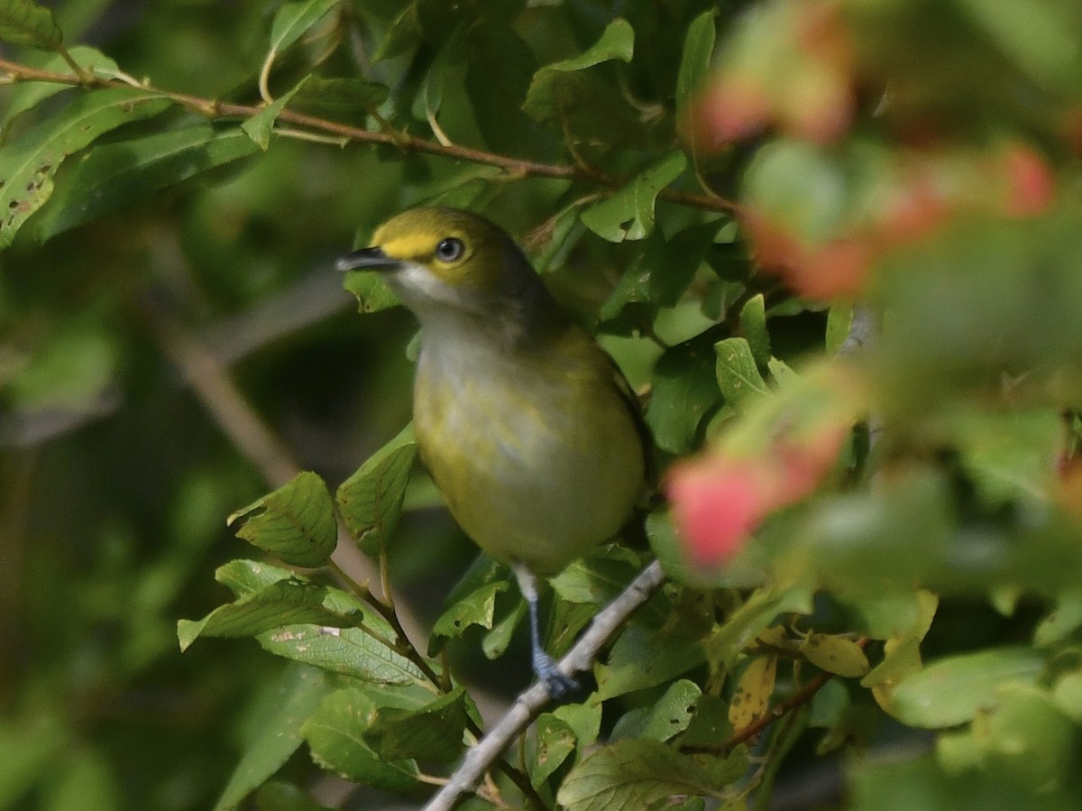 White-eyed Vireo - ML642056603