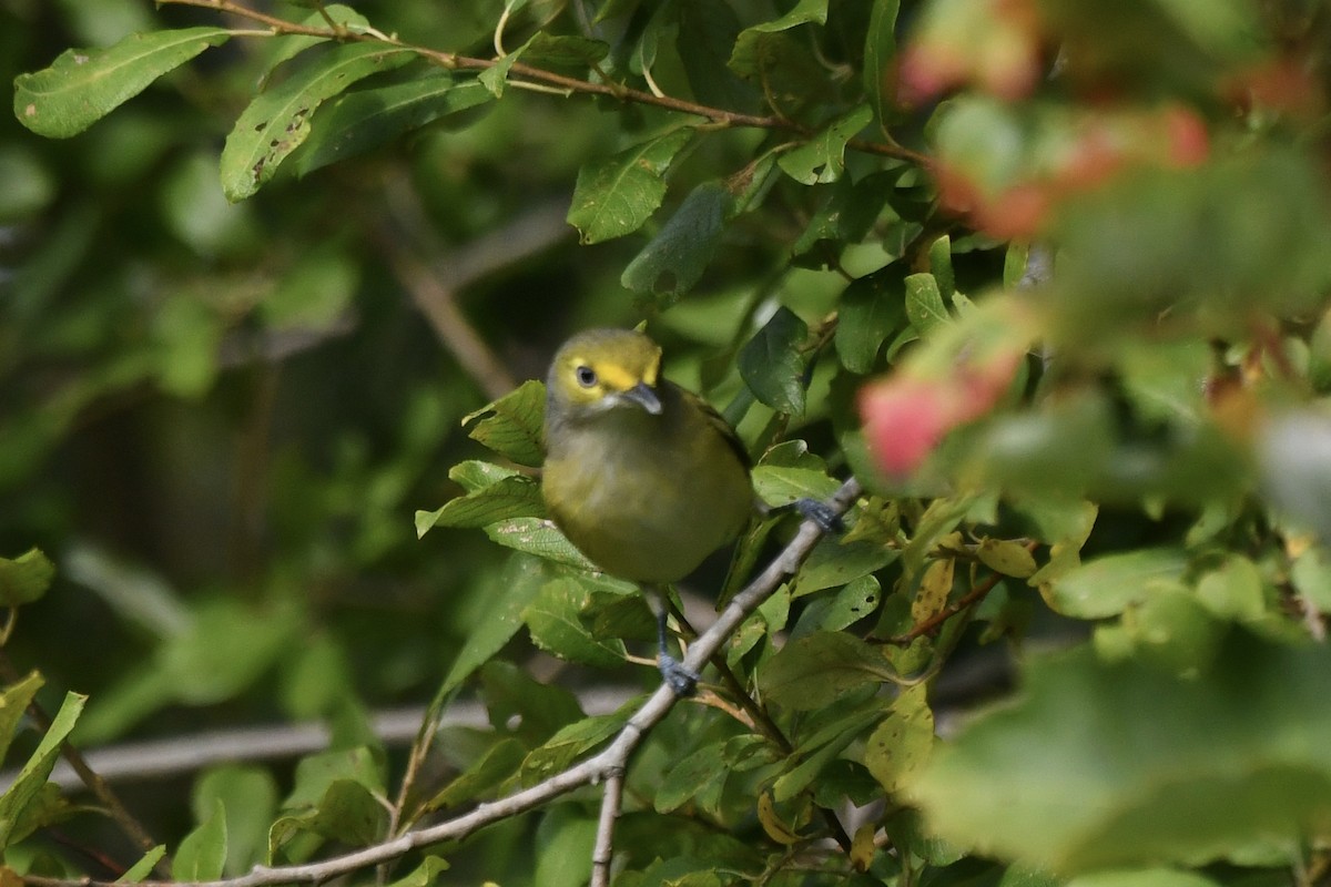 White-eyed Vireo - ML642056604