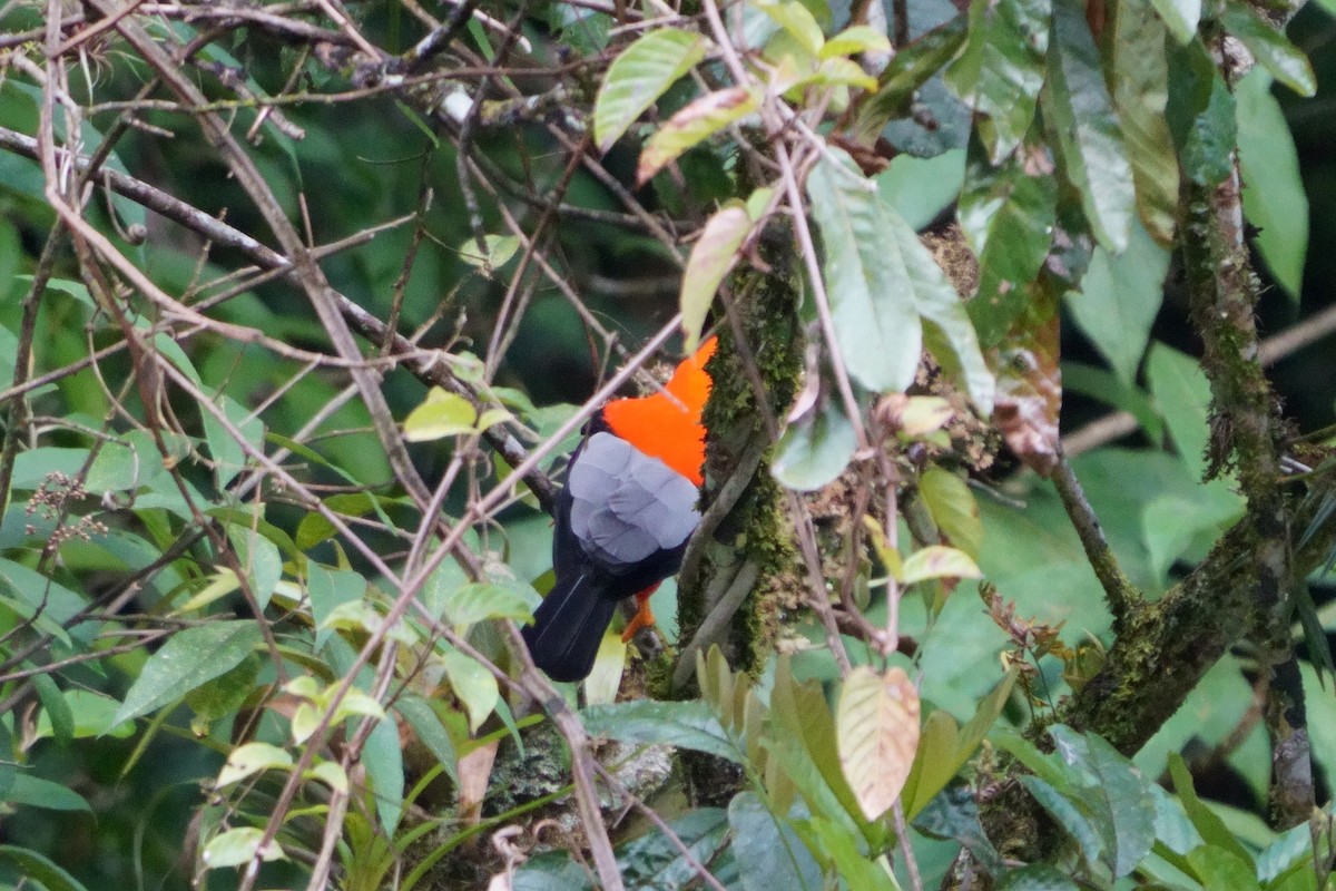 Andean Cock-of-the-rock - ML642056605