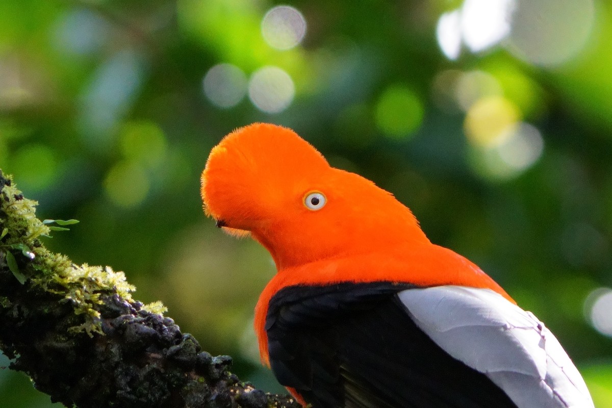 Andean Cock-of-the-rock - ML642056606