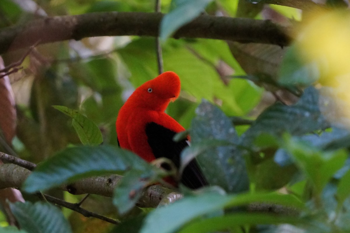 Andean Cock-of-the-rock - ML642056607