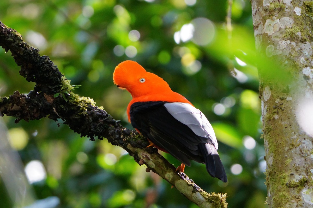 Andean Cock-of-the-rock - ML642056608