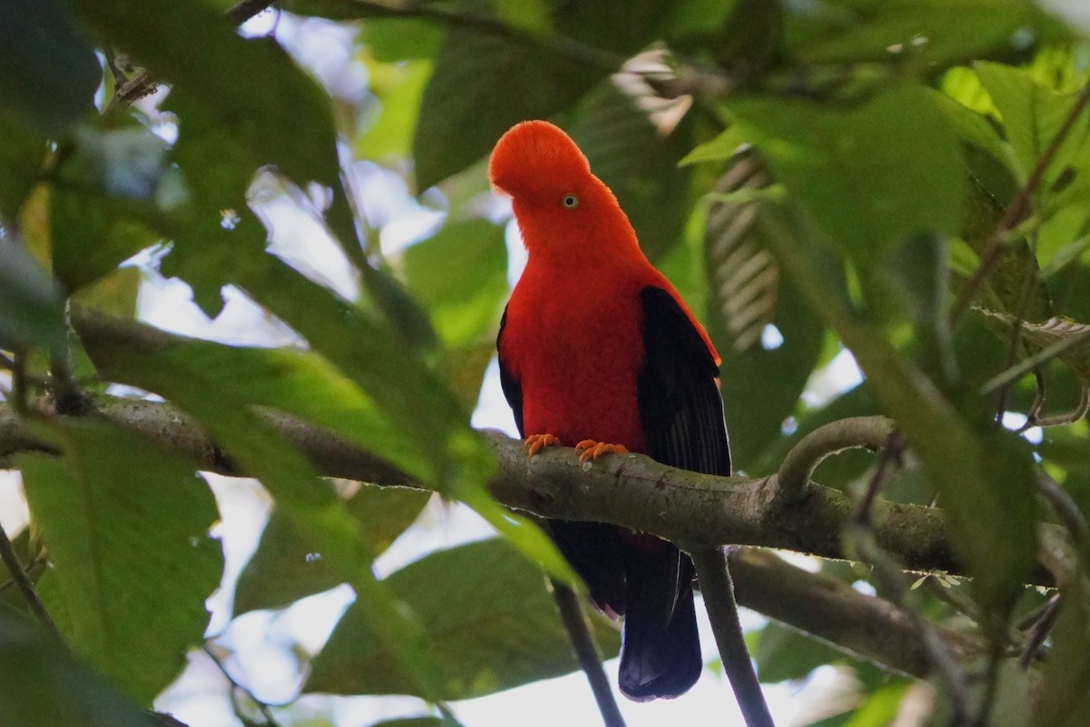 Andean Cock-of-the-rock - ML642056609