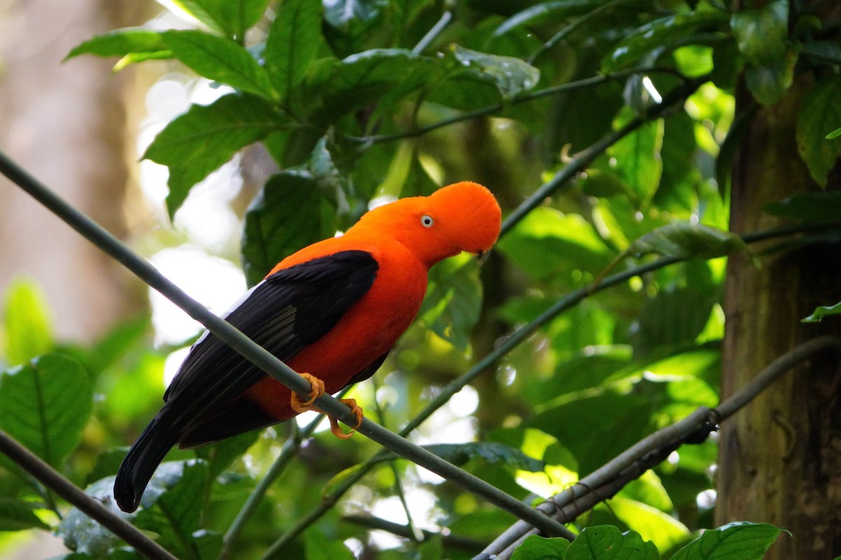 Andean Cock-of-the-rock - ML642056610