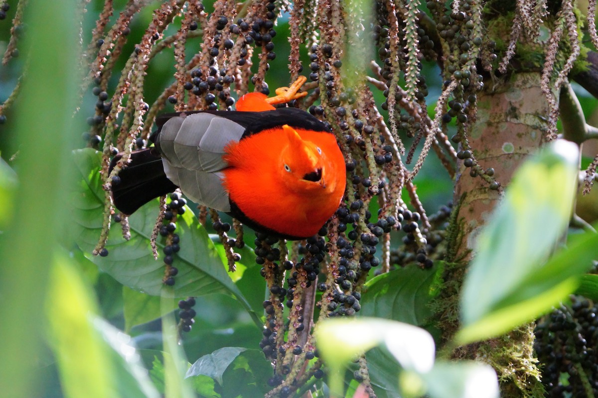 Andean Cock-of-the-rock - ML642056611