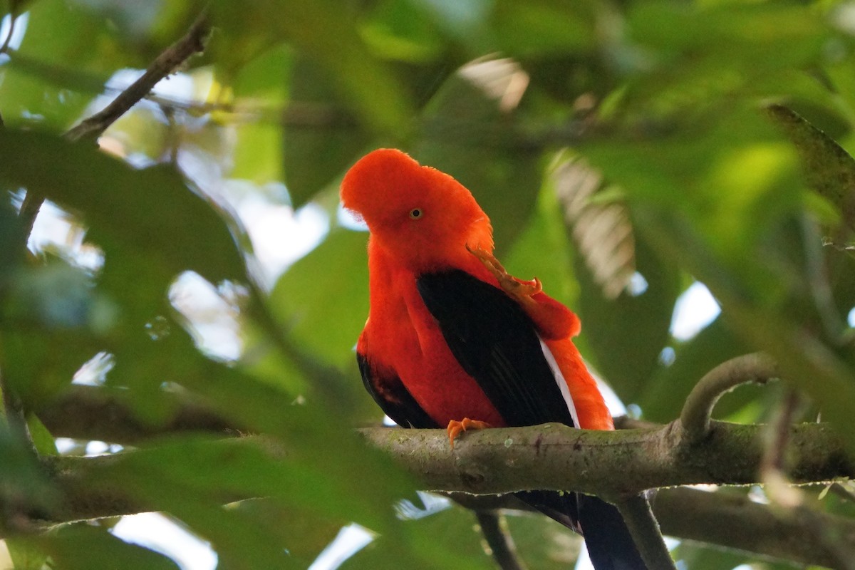 Andean Cock-of-the-rock - ML642056612
