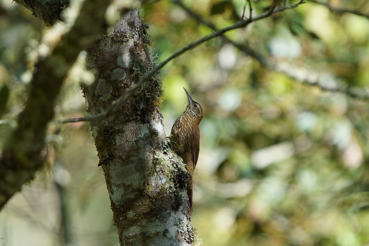 Montane Woodcreeper - ML642056613