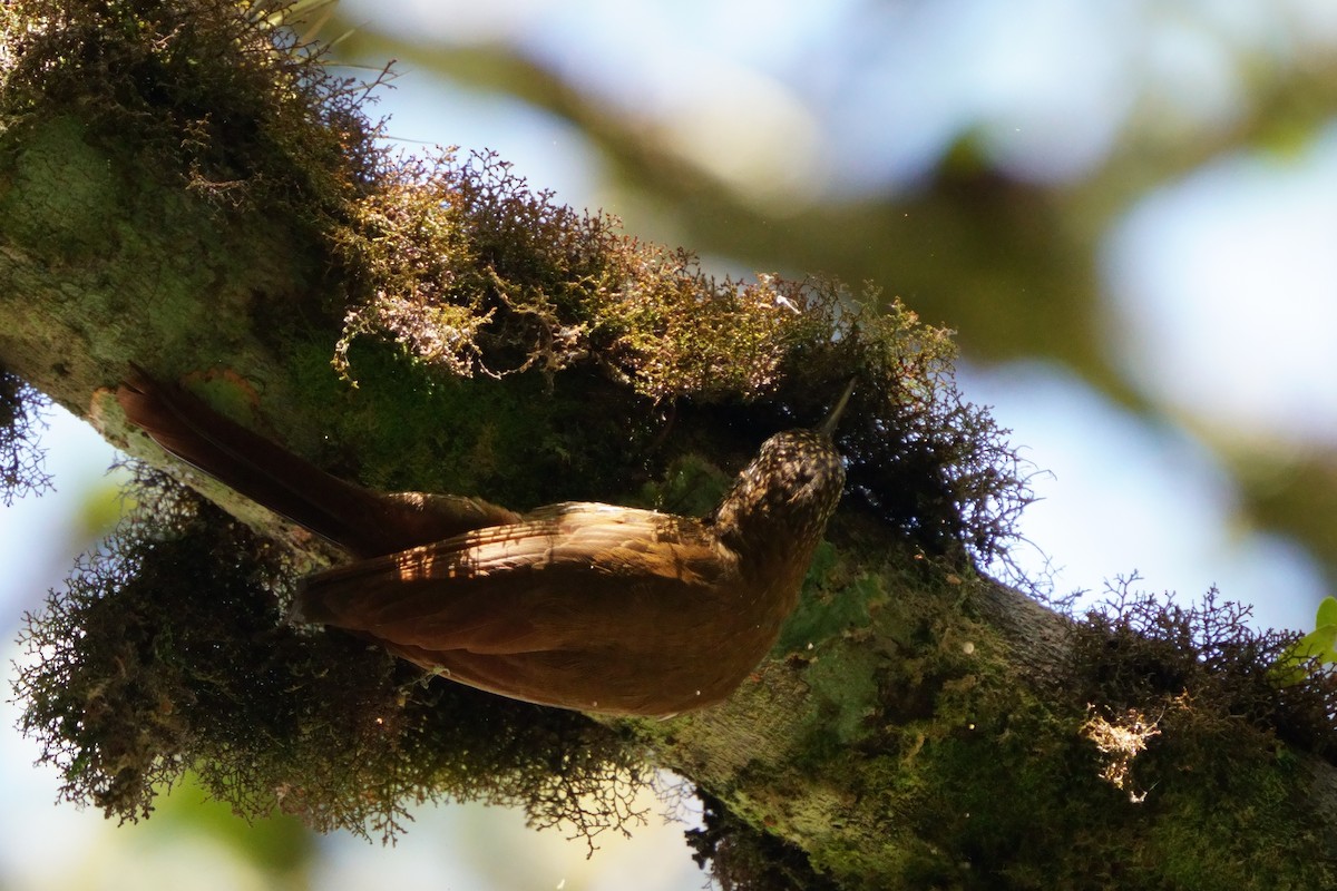 Montane Woodcreeper - ML642056614
