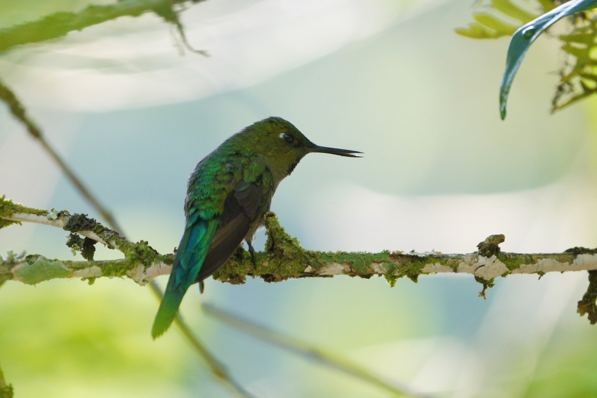 Long-tailed Sylph - ML642056621