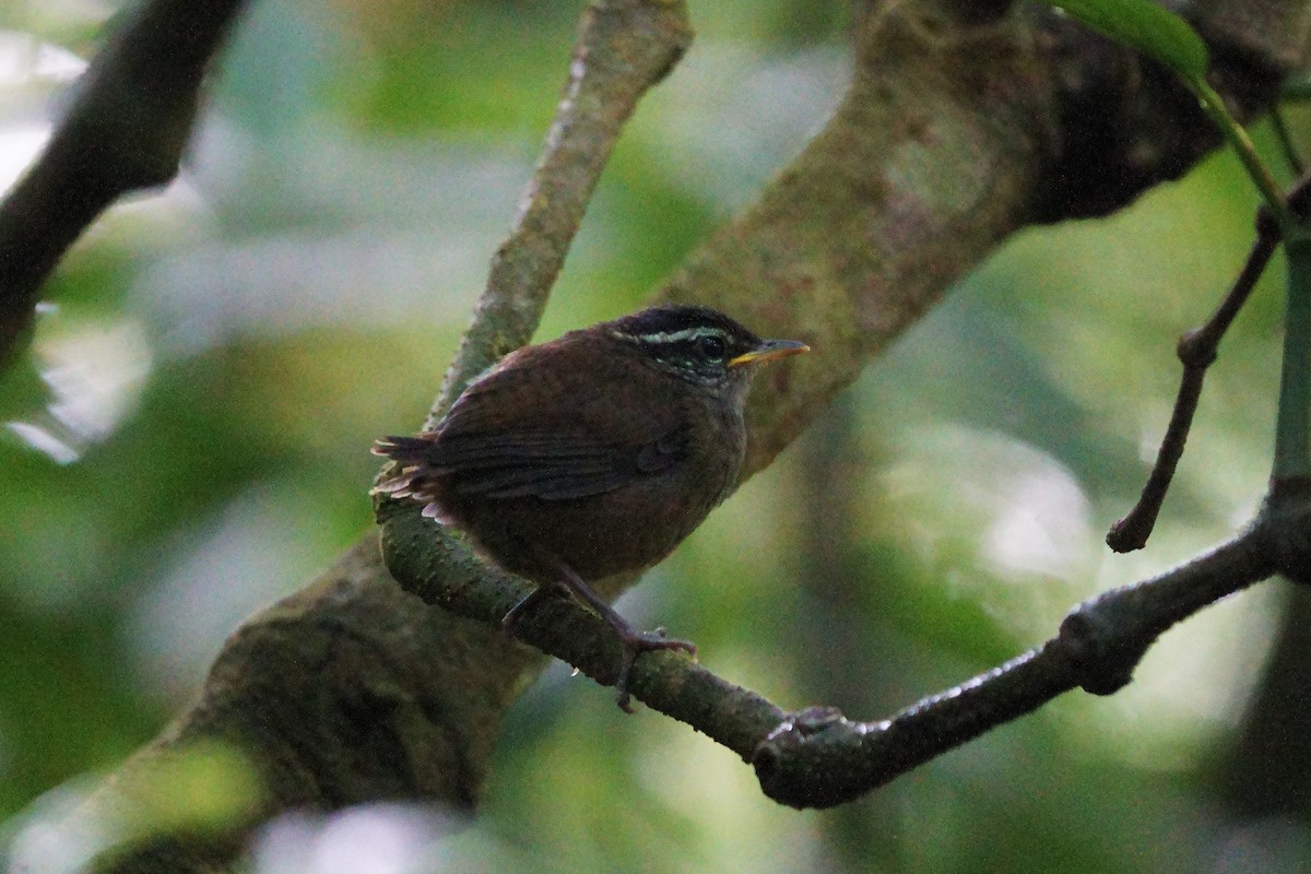 Gray-breasted Wood-Wren - ML642056626