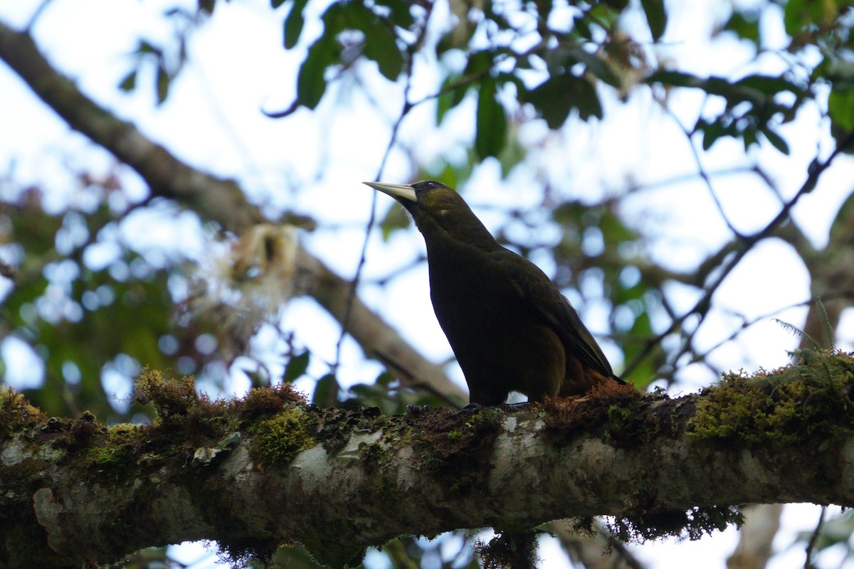 Dusky-green Oropendola - ML642056627
