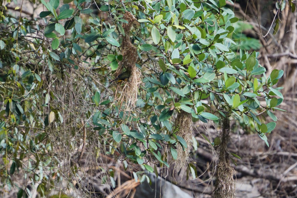 Dusky-green Oropendola - ML642056628