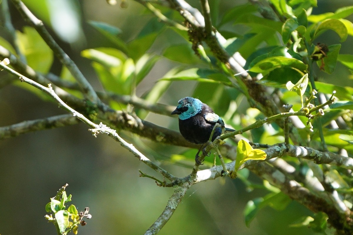 Blue-necked Tanager - ML642056630