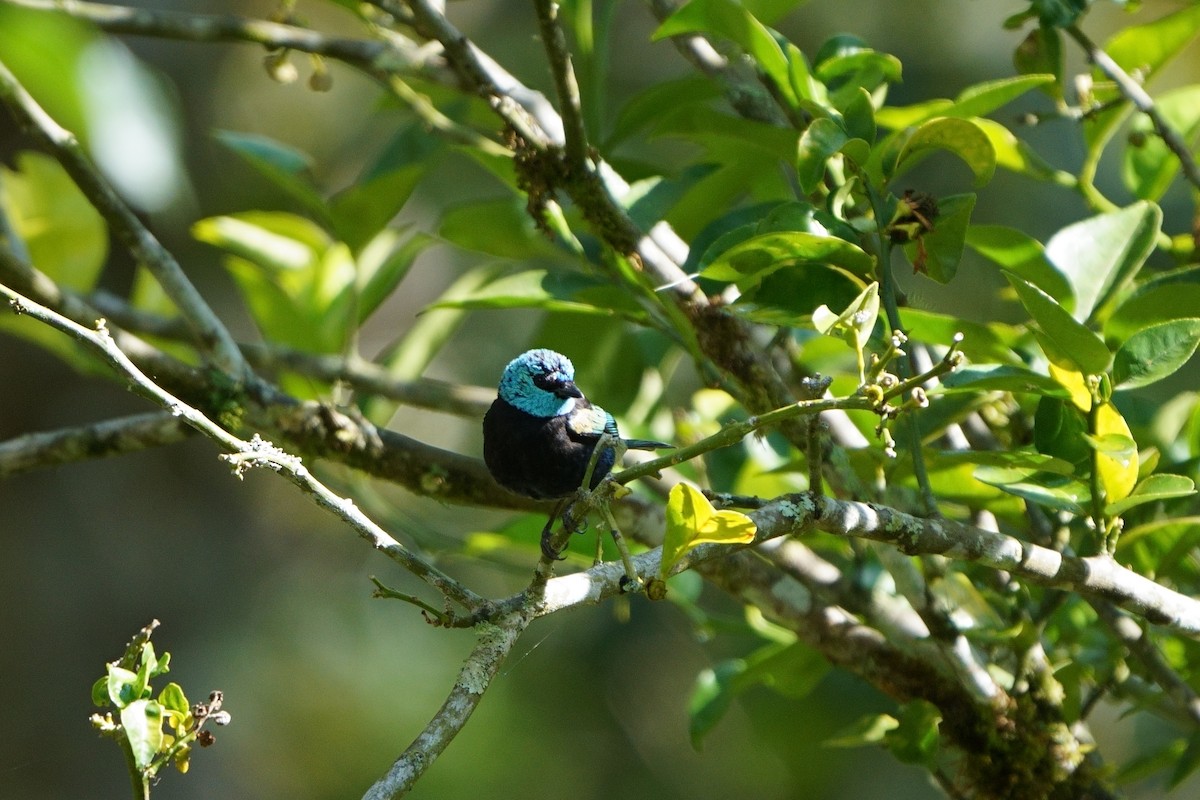 Blue-necked Tanager - ML642056631