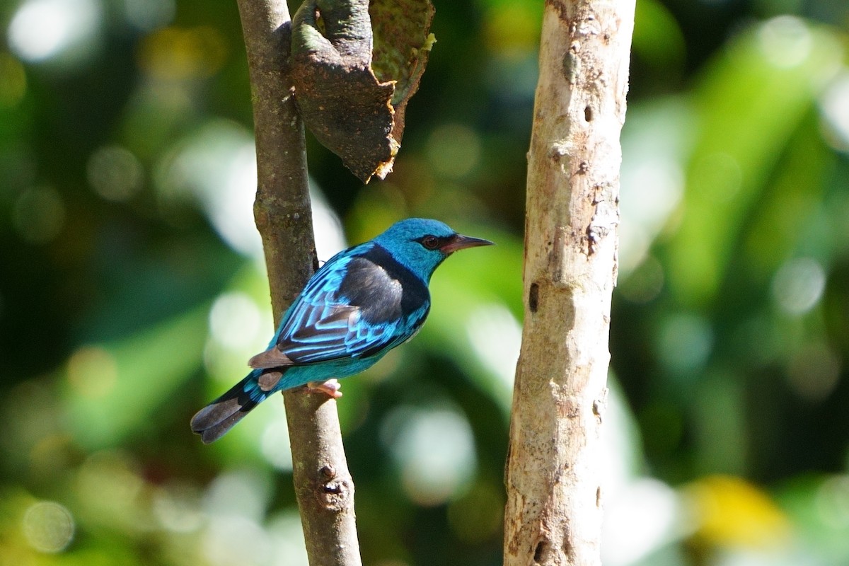 Blue Dacnis - ML642056634