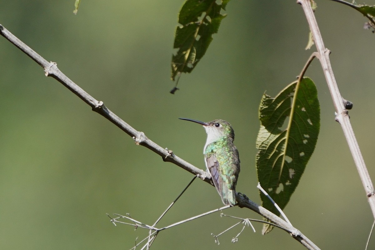 White-bellied Hummingbird - ML642056636