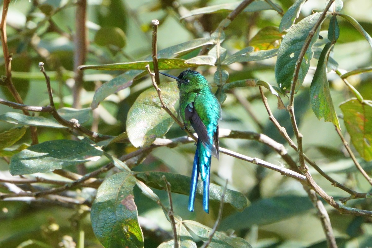 Long-tailed Sylph - ML642056637