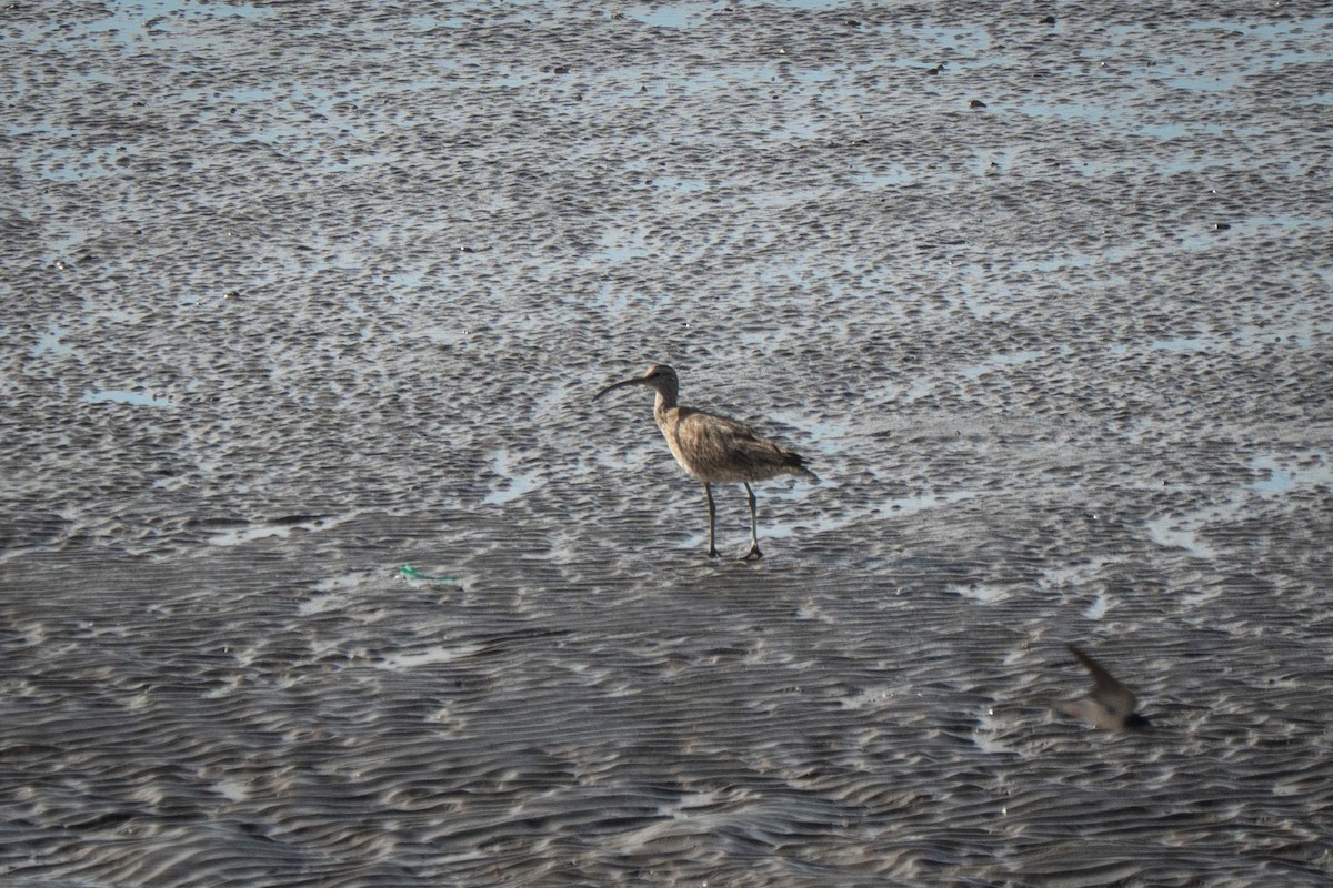 Regenbrachvogel (variegatus/rogachevae) - ML642056645