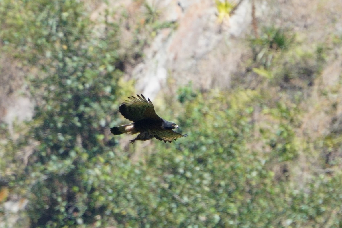 Black-and-chestnut Eagle - ML642056648