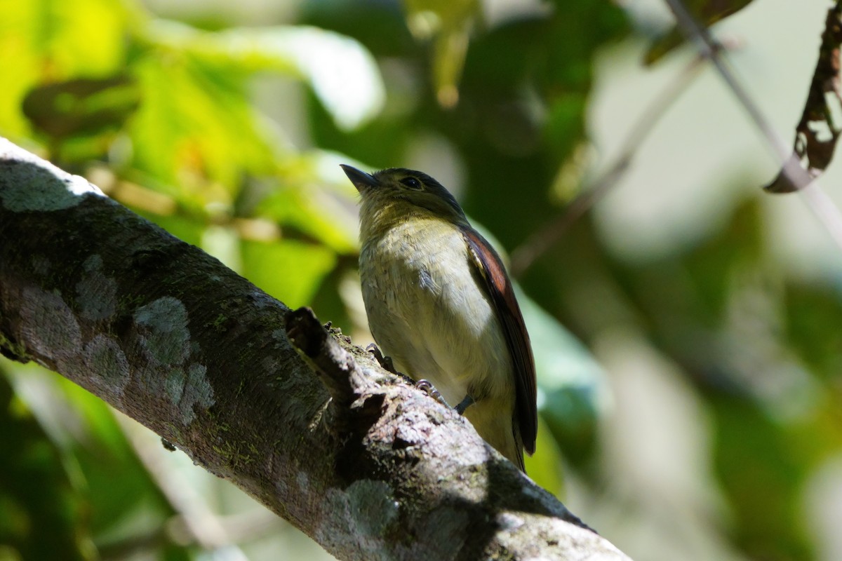 Barred Becard - ML642056649