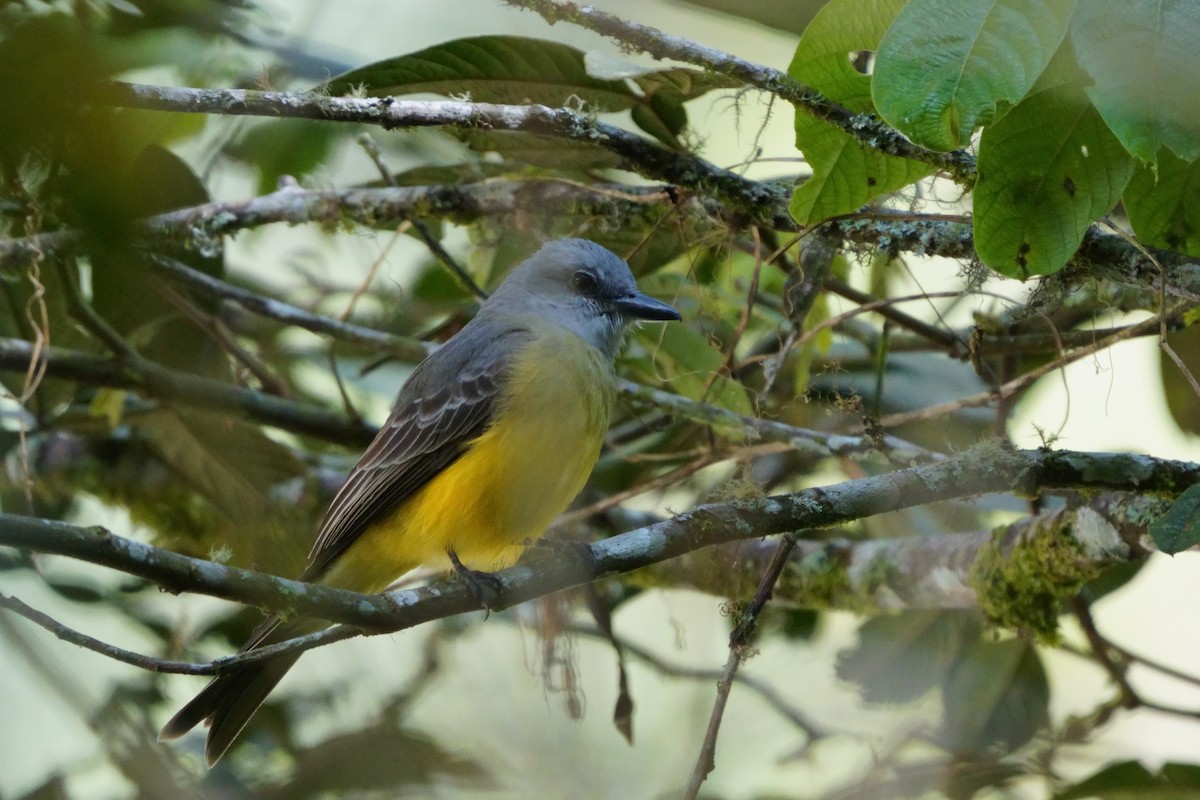 Tropical Kingbird - ML642056650