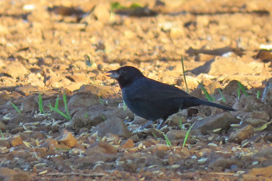 Ruby-crowned Tanager - ML642056655