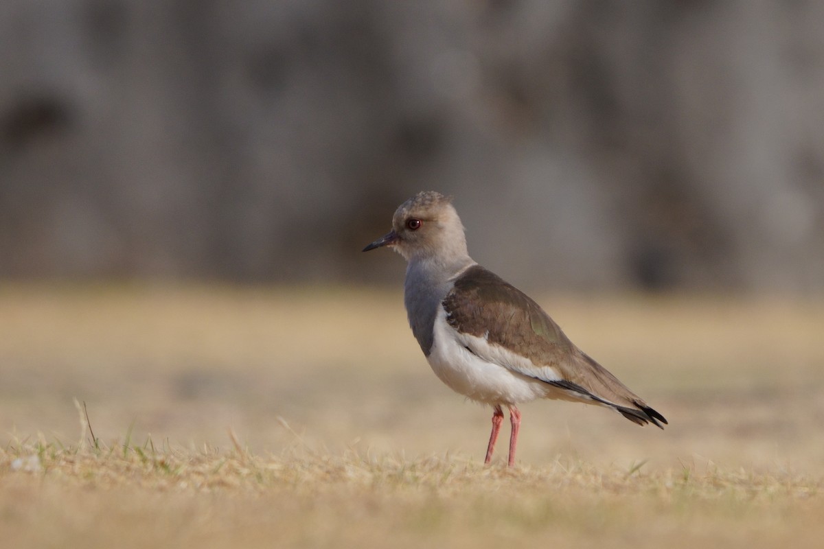 Andean Lapwing - ML642056662