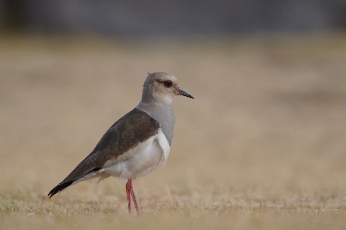 Andean Lapwing - ML642056663