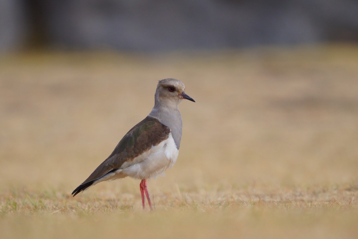 Andean Lapwing - ML642056664