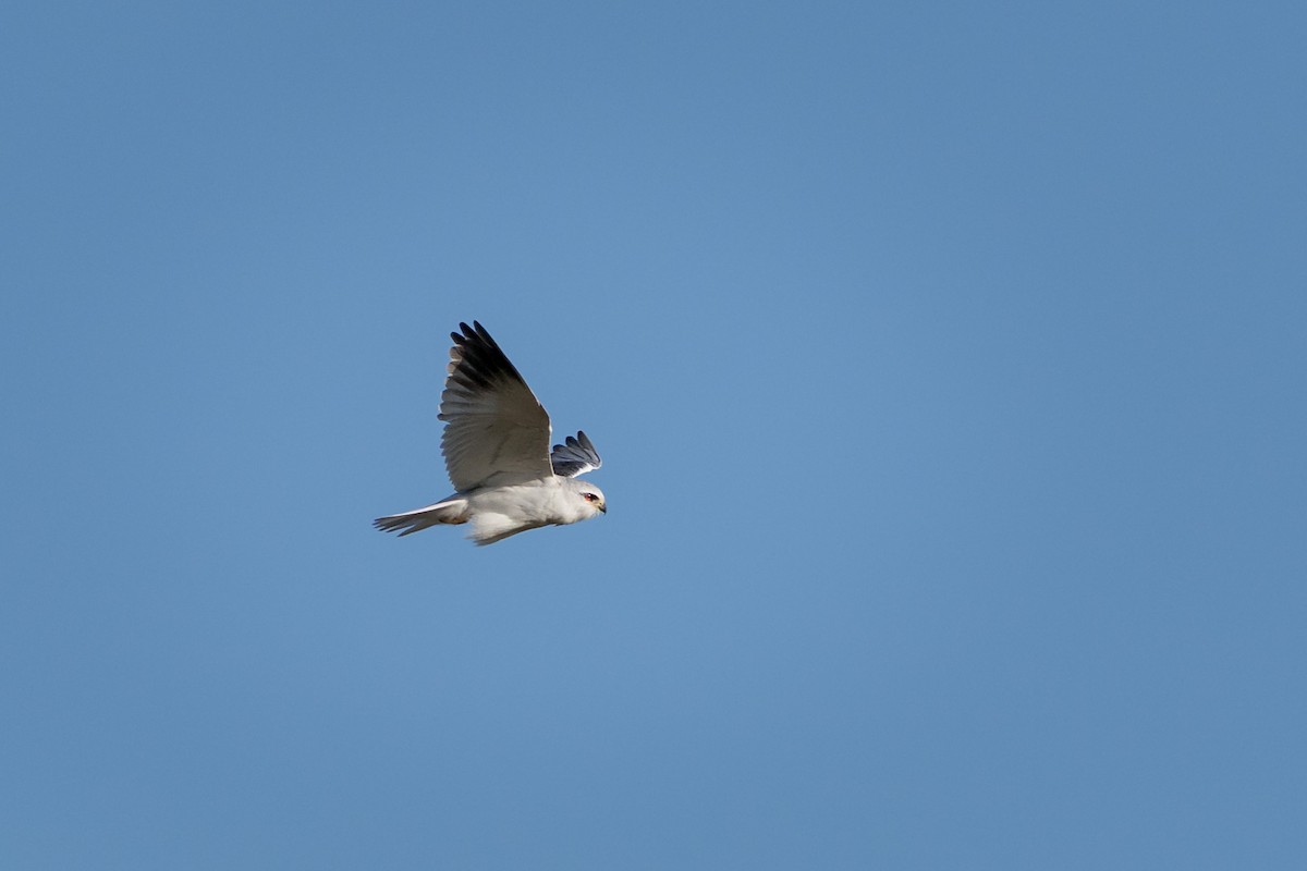 Black-winged Kite - ML642056665