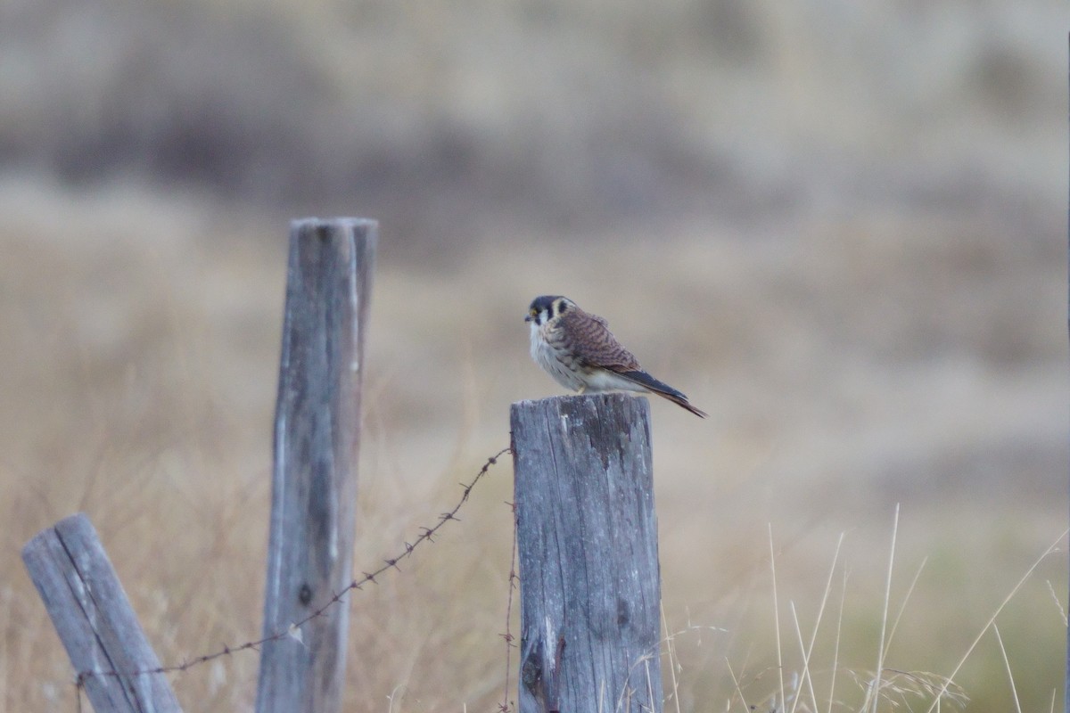 American Kestrel - ML642056666