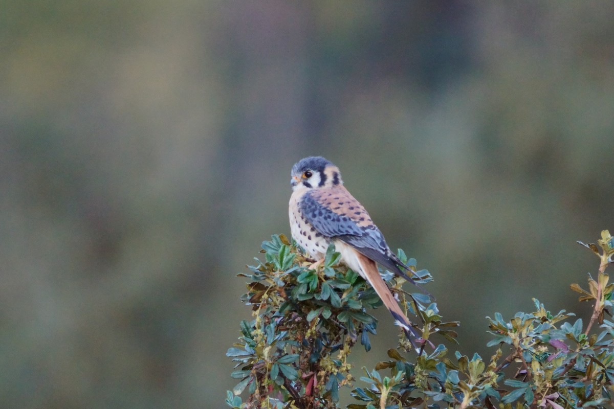 American Kestrel - ML642056667