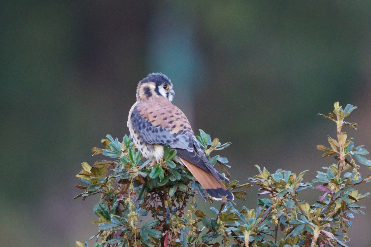 American Kestrel - ML642056668