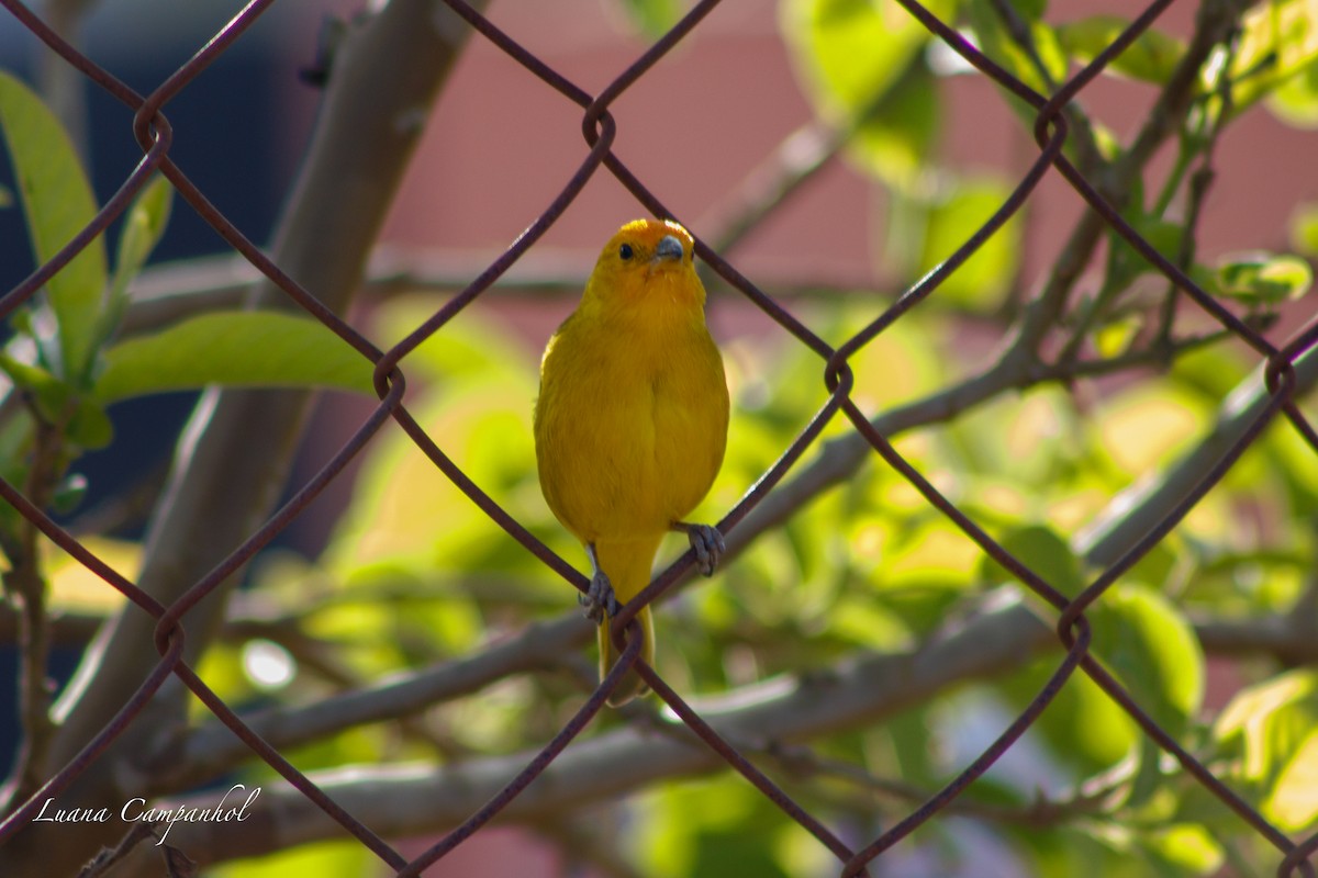 Saffron Finch - ML642056677