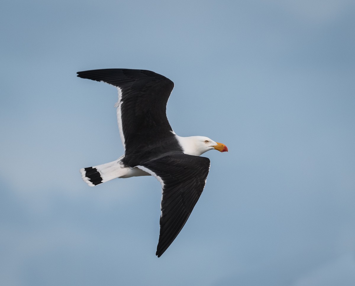 racek velkozobý - ML642056681