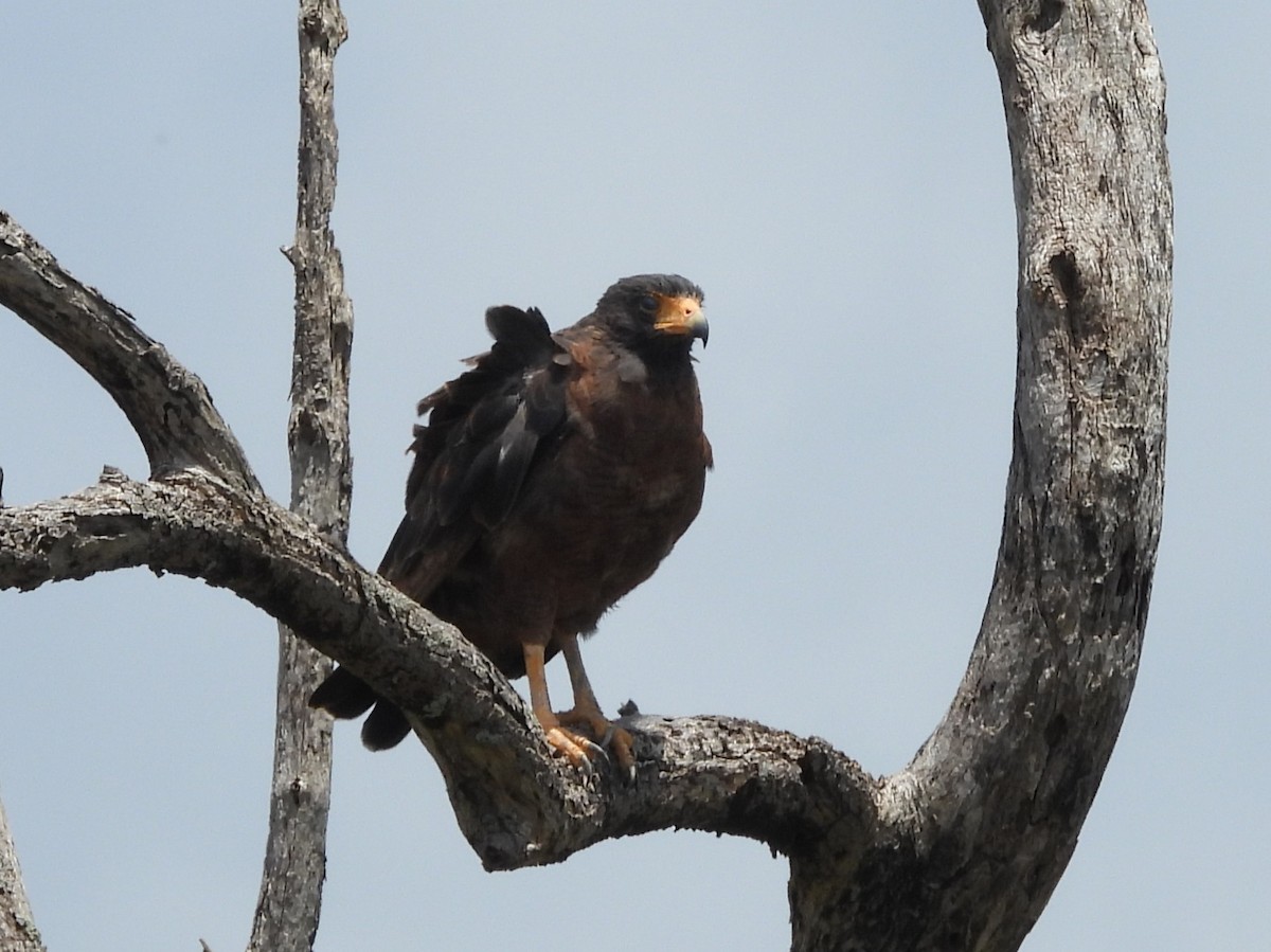 Rufous Crab Hawk - ML642056693