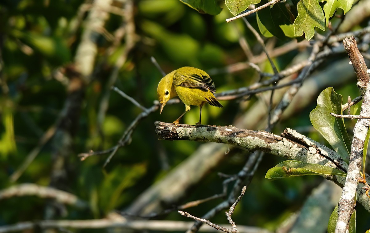 Yellow Warbler - ML642056741
