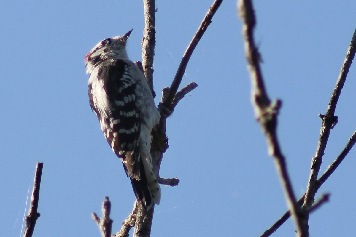 Downy Woodpecker - ML642056742