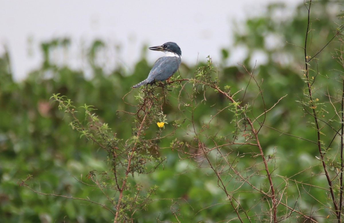 Ringed Kingfisher - ML642056764