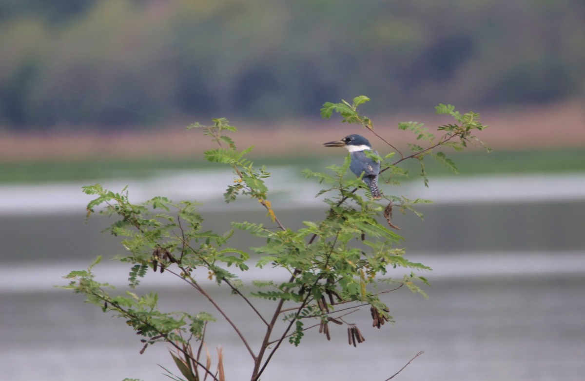 Ringed Kingfisher - ML642056765