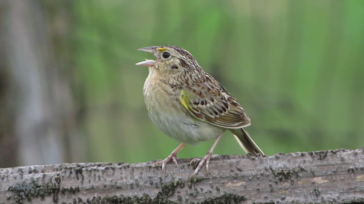 Grasshopper Sparrow - ML64205681
