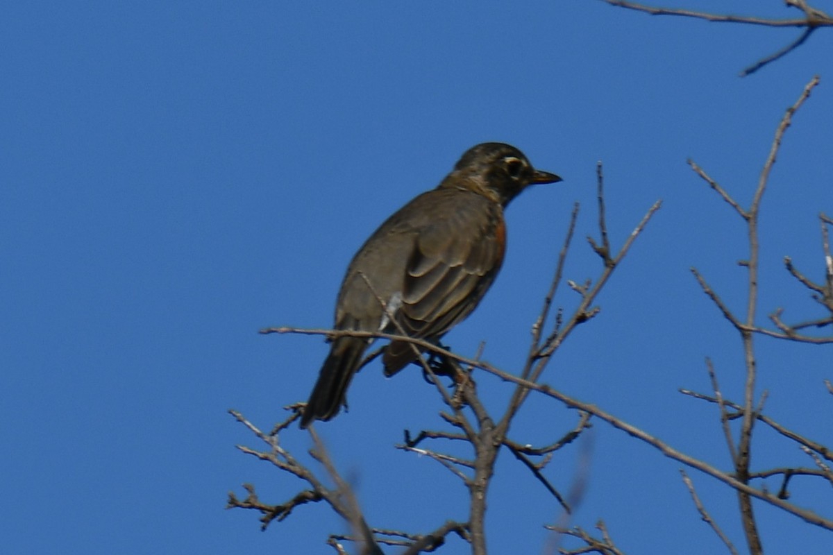 American Robin - ML642056817