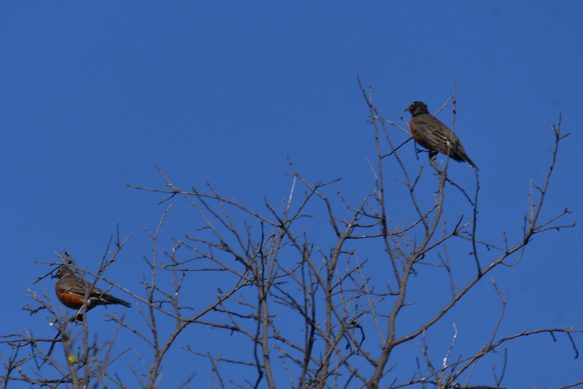 American Robin - ML642056818