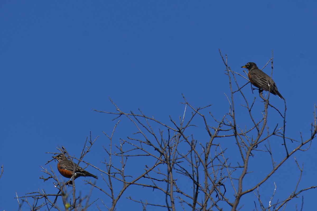 American Robin - ML642056827