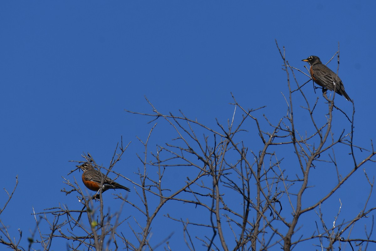 American Robin - ML642056828