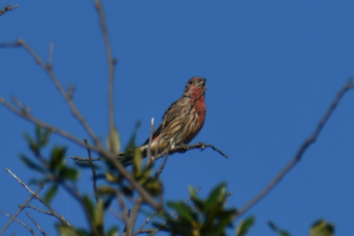 House Finch - ML642056835