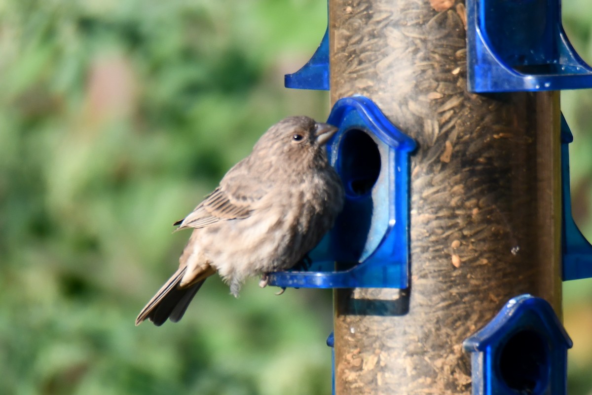 House Finch - ML642056836