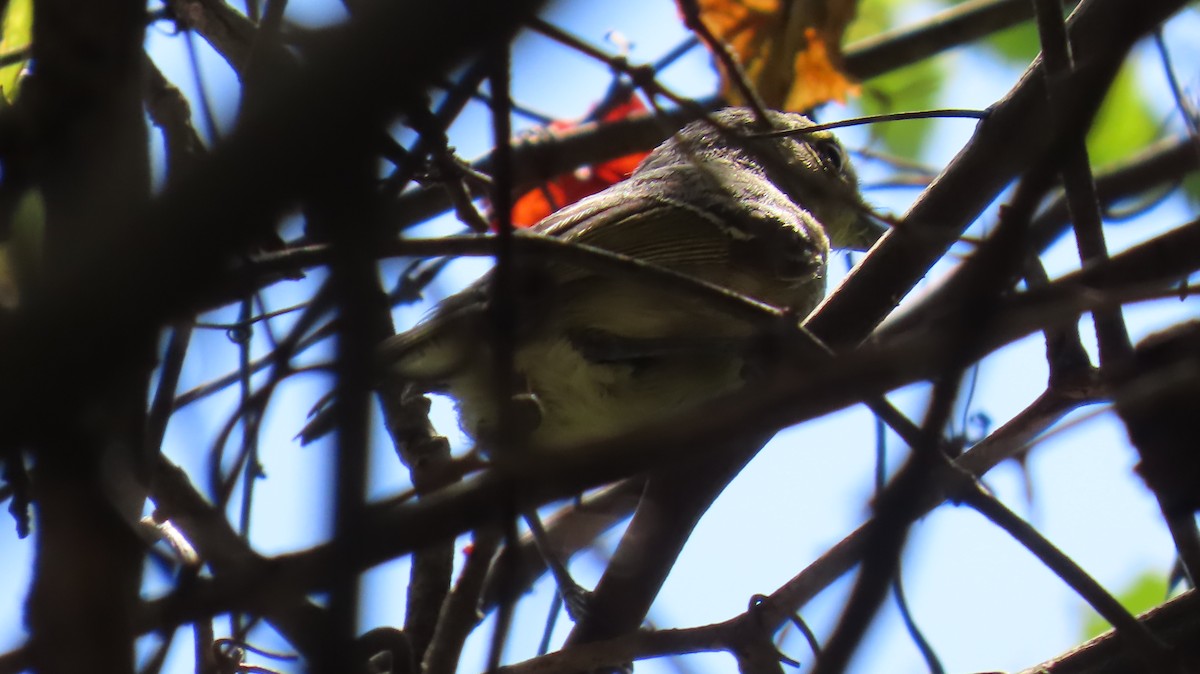 Thick-billed Vireo - ML642056842