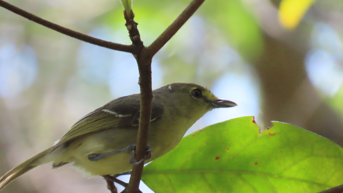 Thick-billed Vireo - ML642056843